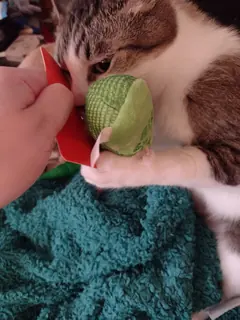 Customer photo