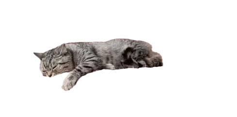 Orthopedic Cat Couch